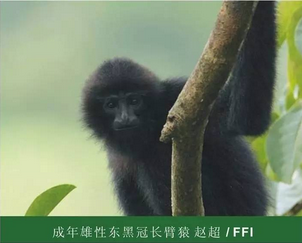 野生动植物保护国际(FFI)招聘灵长类项目官员(广西南宁)