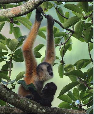 野生动植物保护国际(FFI)招聘灵长类项目官员(广西南宁)